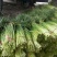 杂交蒜薹50~60厘米
