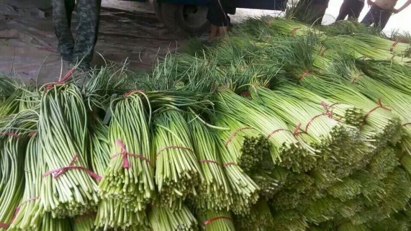 杂交蒜薹50~60厘米