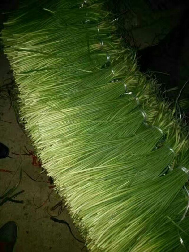 杂交蒜薹50~60厘米