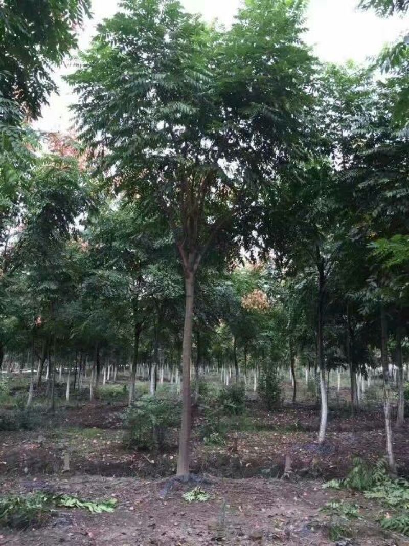 河北精品千头椿规格齐全可视频看货欢迎来电咨询