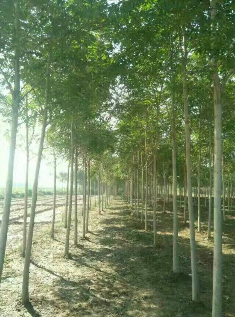 河北精品千头椿规格齐全可视频看货欢迎来电咨询
