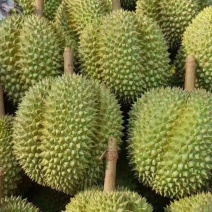 泰国榴莲