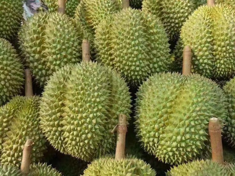 泰国榴莲