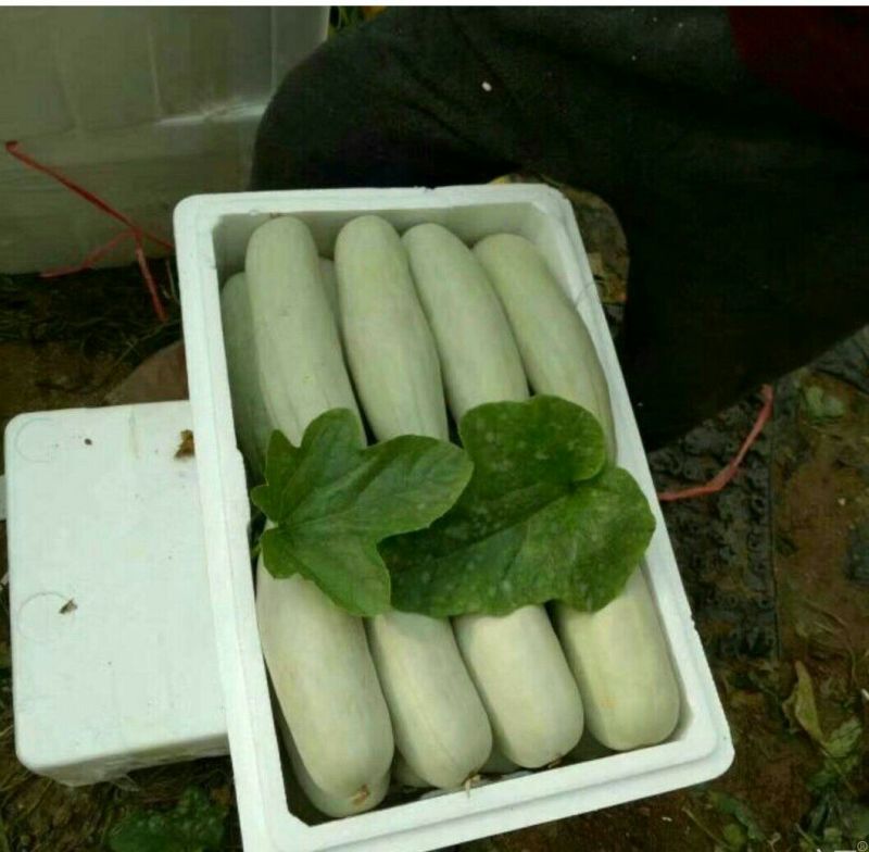 甜瓜诚信供应商
