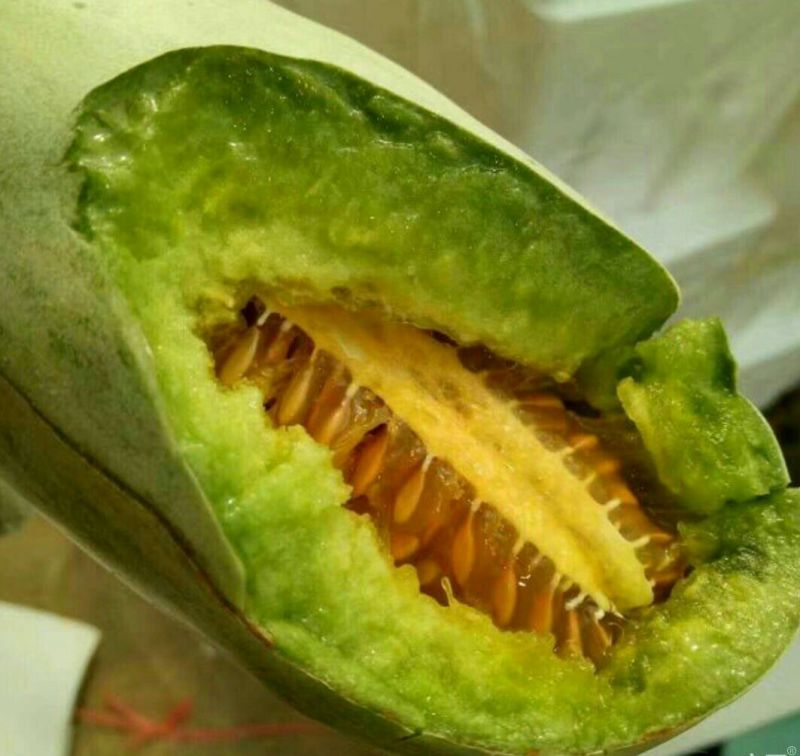 甜瓜诚信供应商