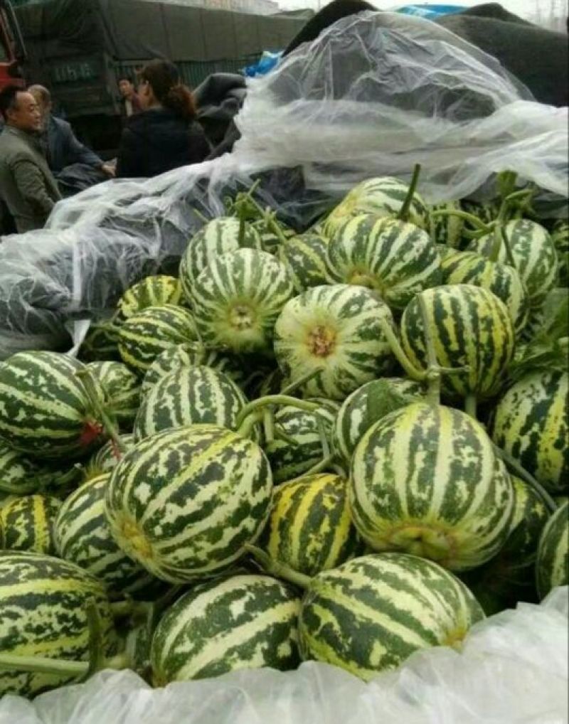 甜瓜诚信供应商