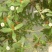 克氏原螯虾种苗2~4钱活虾藕塘套养