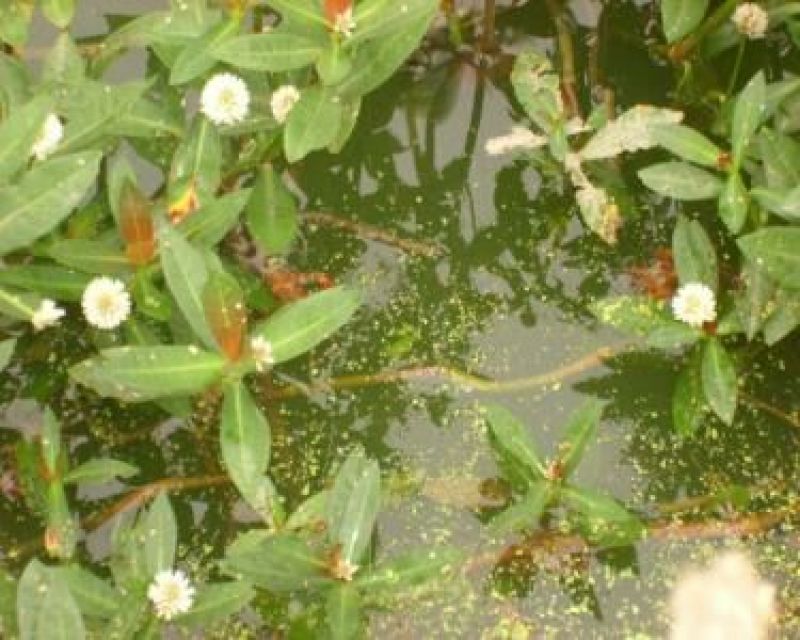 克氏原螯虾种苗2~4钱活虾藕塘套养