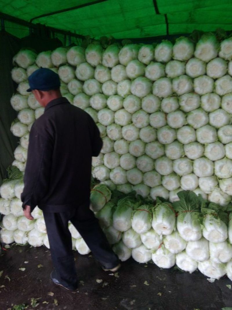 菊锦春白菜青州大白菜大量上市需要的联系