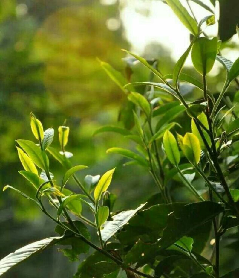 古树普洱茶二级
