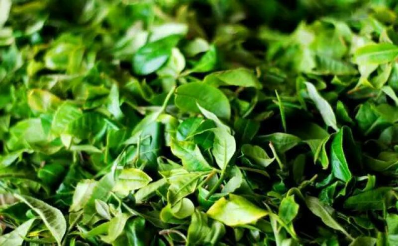 古树普洱茶二级