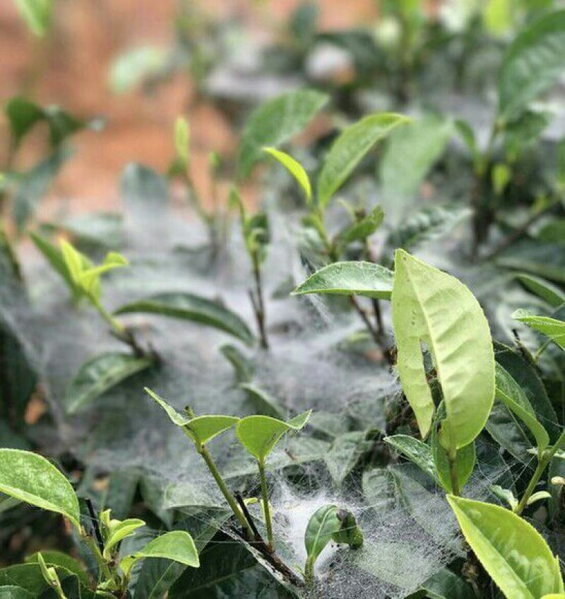 古树普洱茶二级