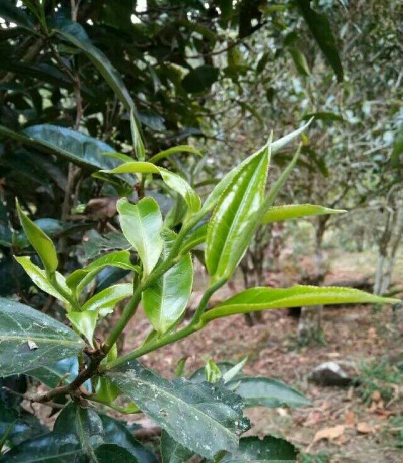 古树普洱茶二级