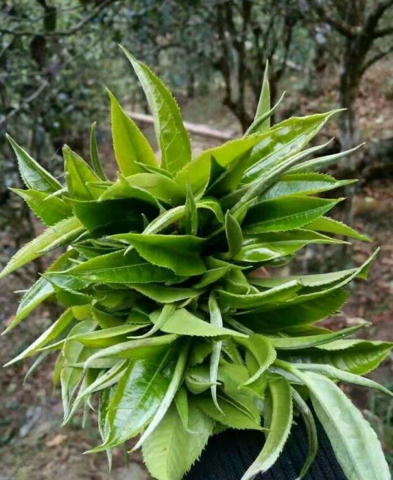 古树普洱茶二级
