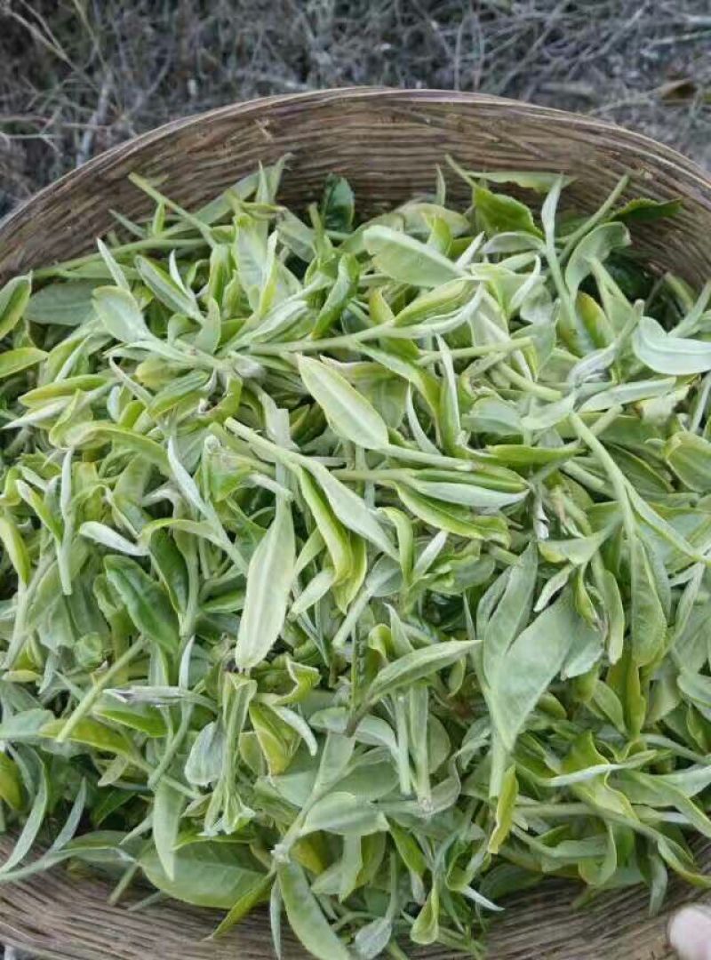 古树普洱茶二级