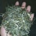 古树普洱茶二级