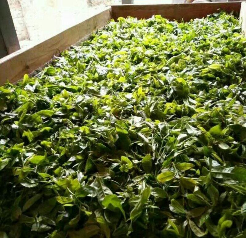 古树普洱茶二级