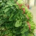 大叶菠菜25~30厘米