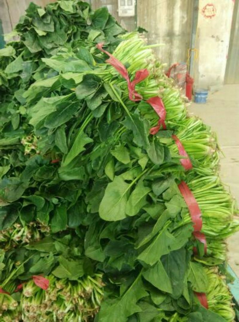 大叶菠菜25~30厘米