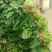 大叶菠菜25~30厘米