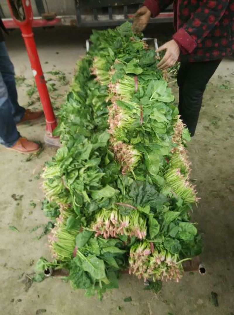大叶菠菜25~30厘米
