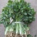 大叶菠菜25~30厘米