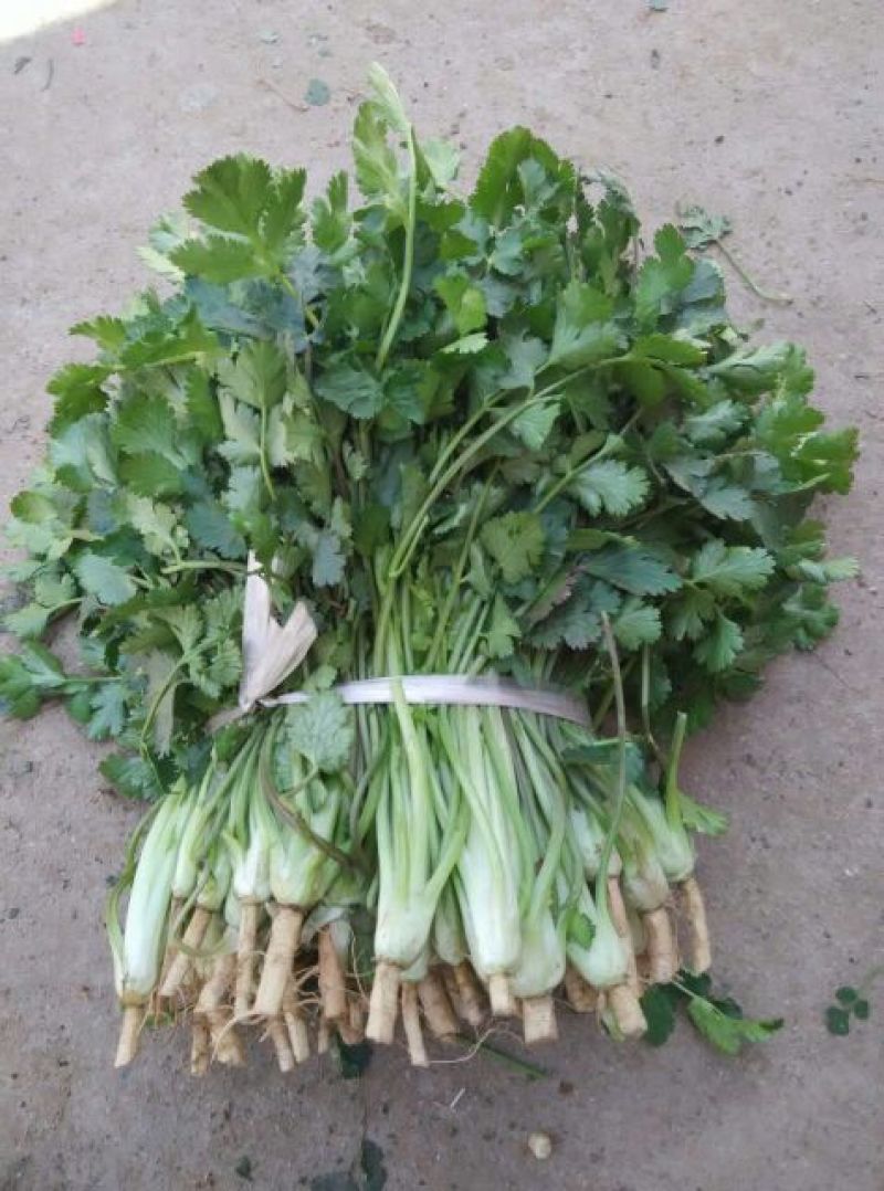 大叶菠菜25~30厘米