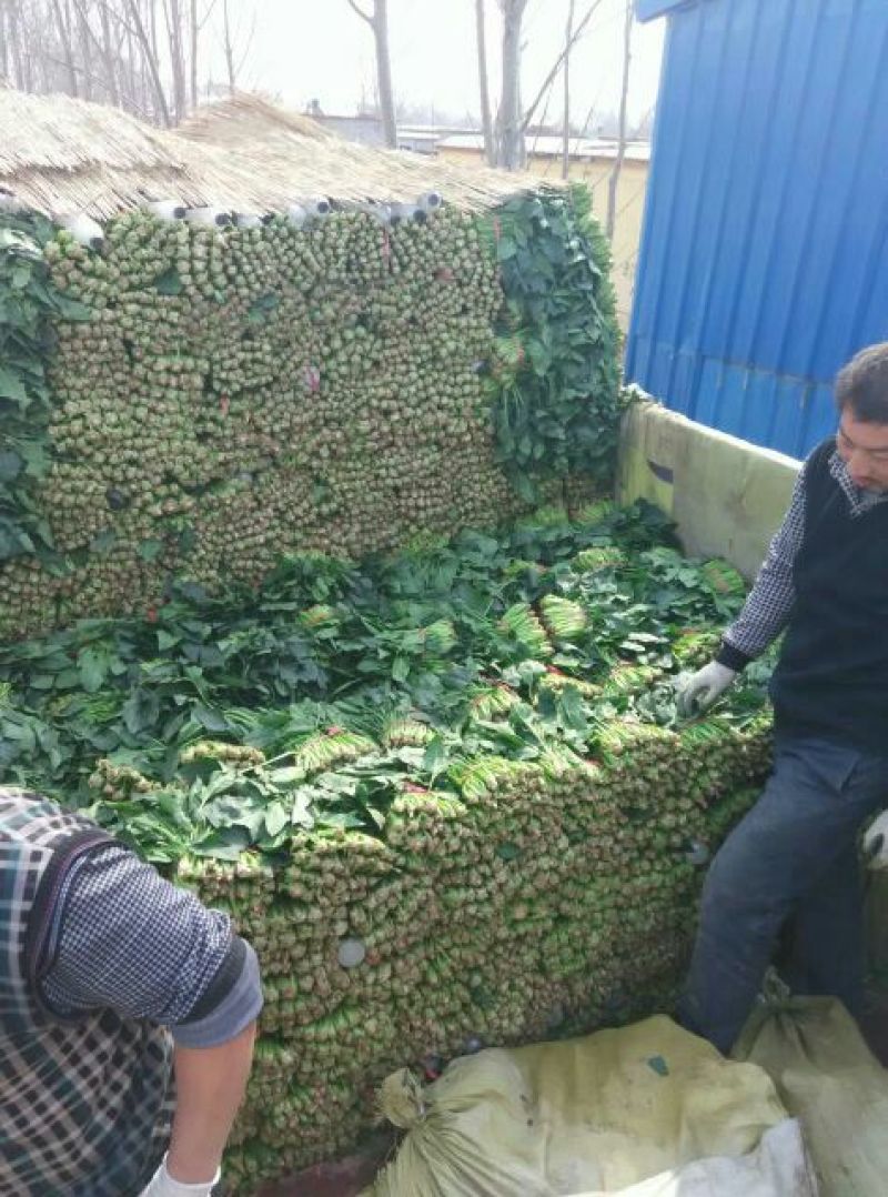 大叶菠菜25~30厘米