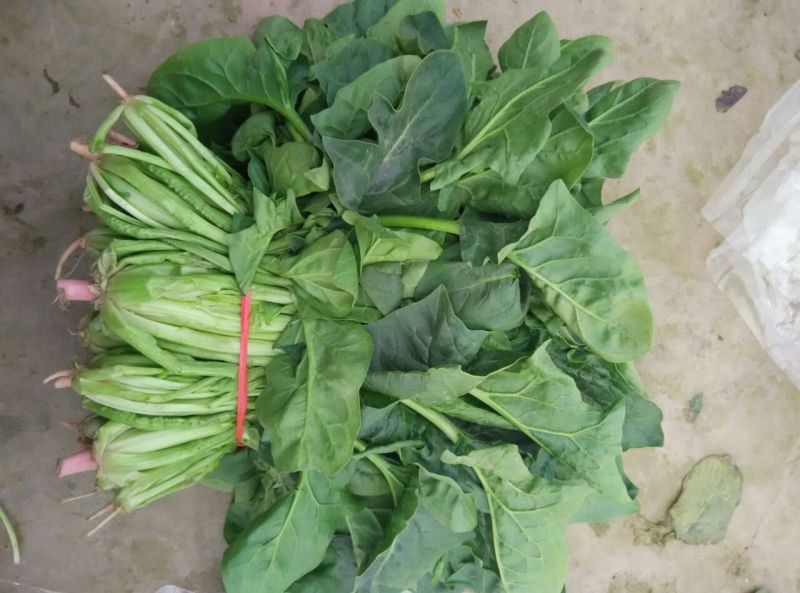 大叶菠菜25~30厘米