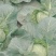 【精品】河南甘蓝中甘系列圆包菜大量供应可视频看货