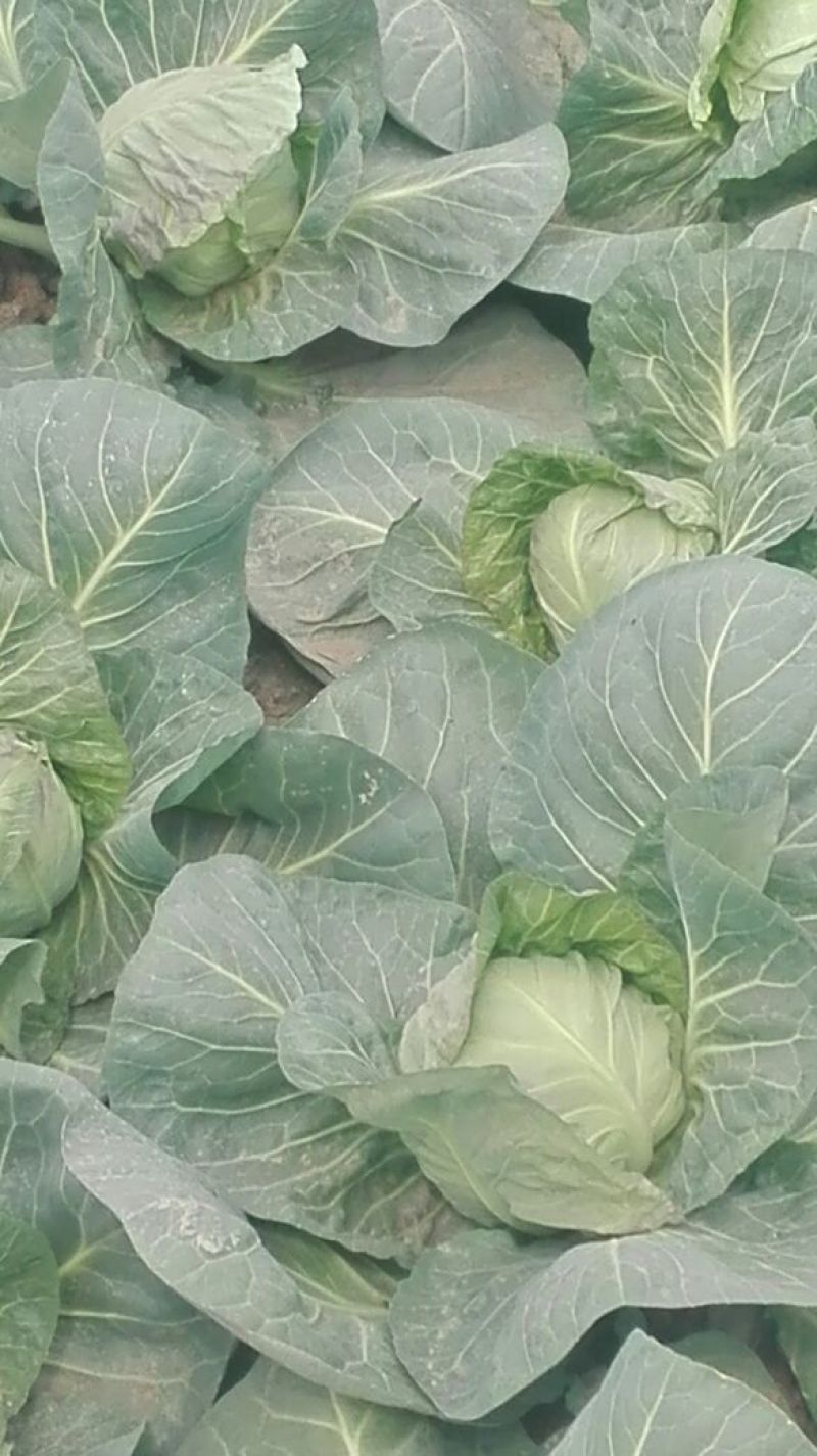 【精品】河南甘蓝中甘系列圆包菜大量供应可视频看货