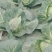 【精品】河南甘蓝中甘系列圆包菜大量供应可视频看货