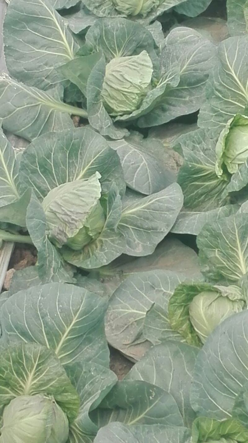 【精品】河南甘蓝中甘系列圆包菜大量供应可视频看货