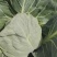 【精品】河南甘蓝中甘系列圆包菜大量供应可视频看货