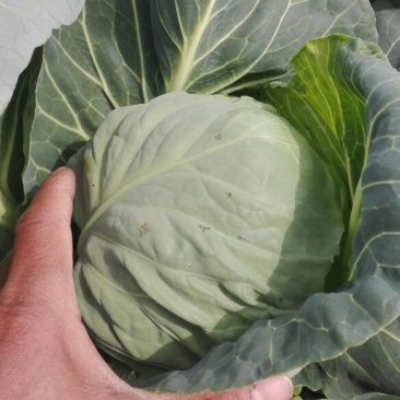 【精品】河南甘蓝中甘系列圆包菜大量供应可视频看货