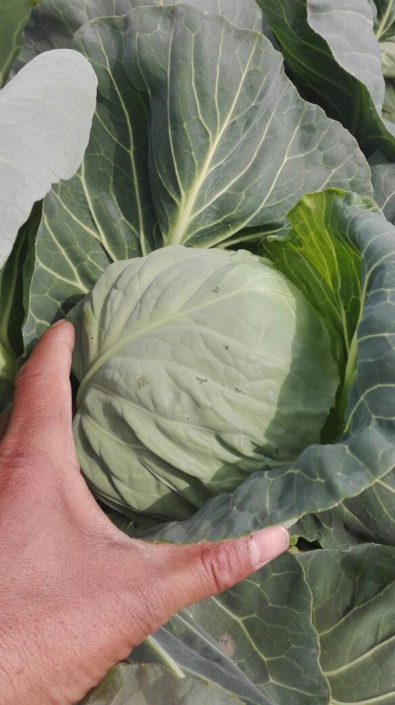 【精品】河南甘蓝中甘系列圆包菜大量供应可视频看货