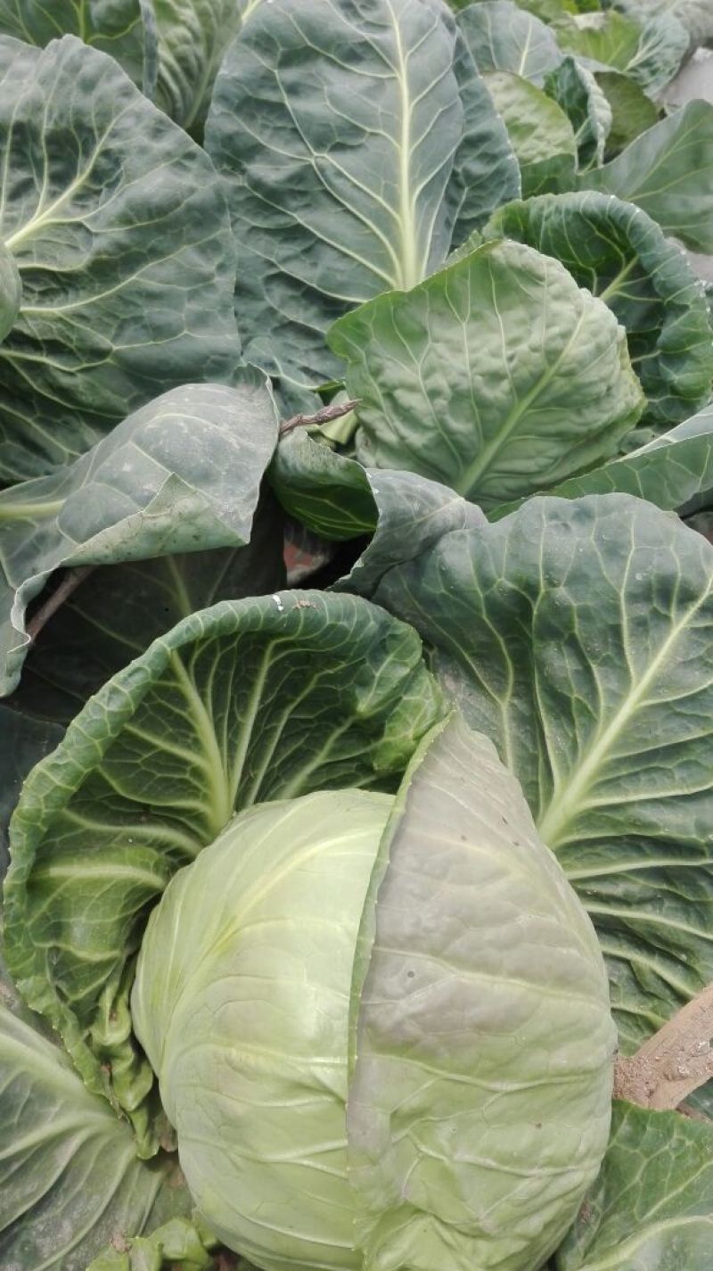 【精品】河南甘蓝中甘系列圆包菜大量供应可视频看货