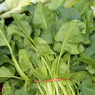 大叶菠菜20~25厘米