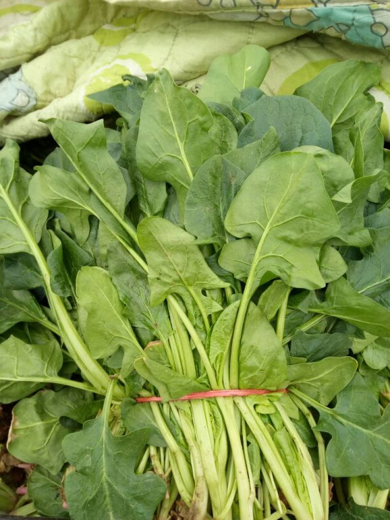 大叶菠菜20~25厘米