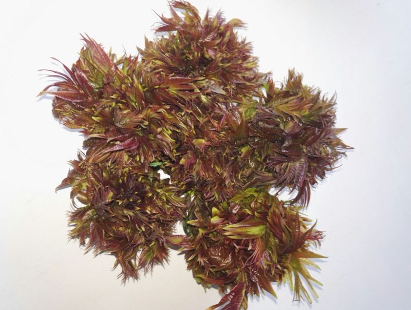 香椿芽红油香椿郧西地标产品