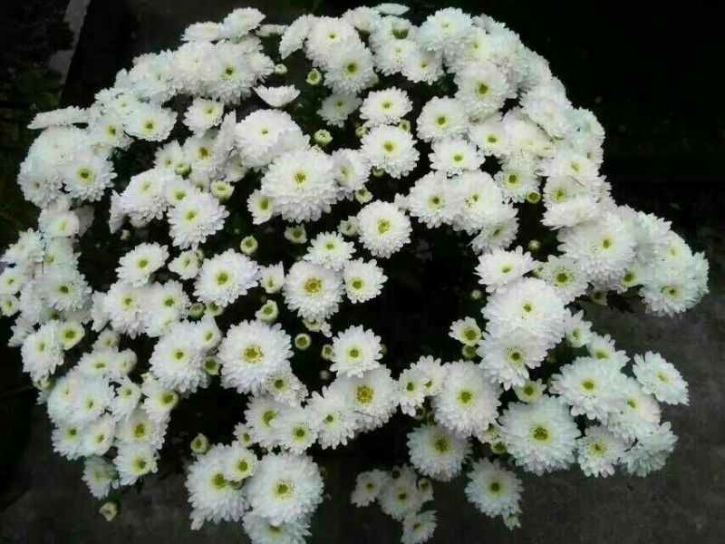 怀菊花散装