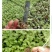 怀菊花散装