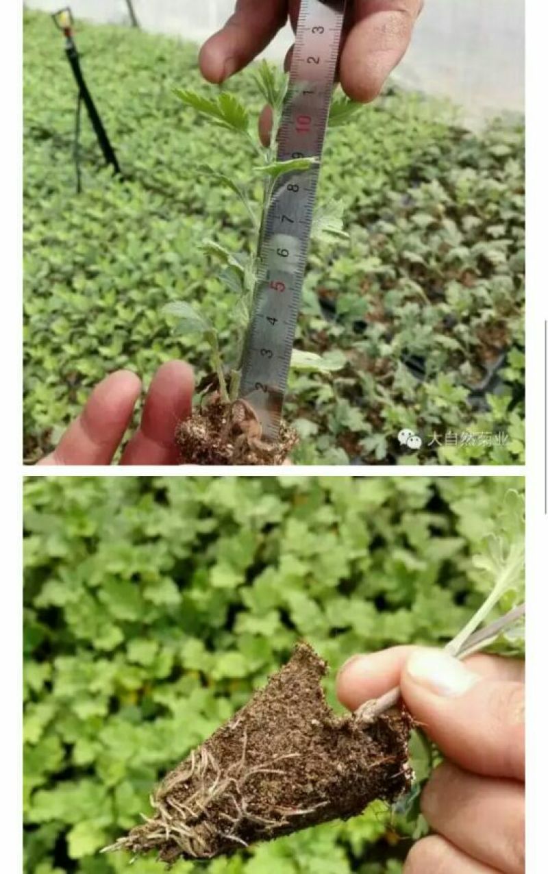 怀菊花散装
