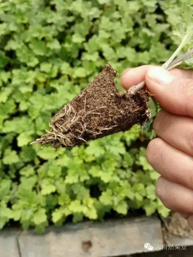怀菊花散装