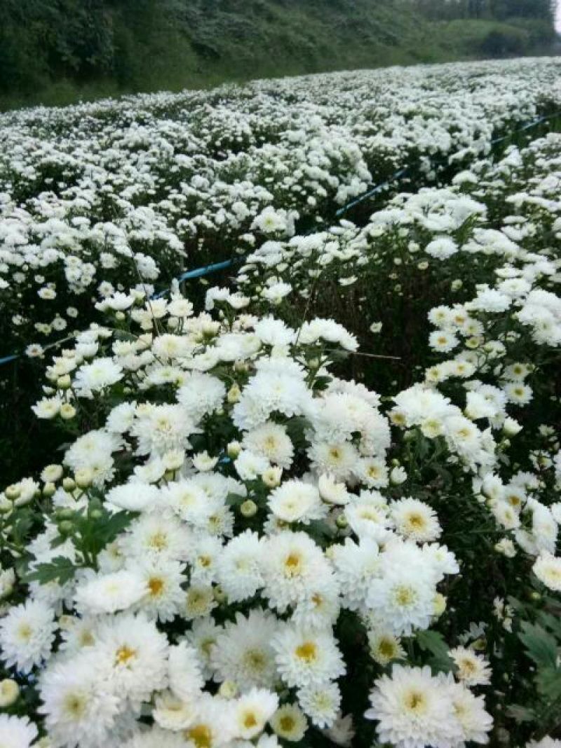 怀菊花散装