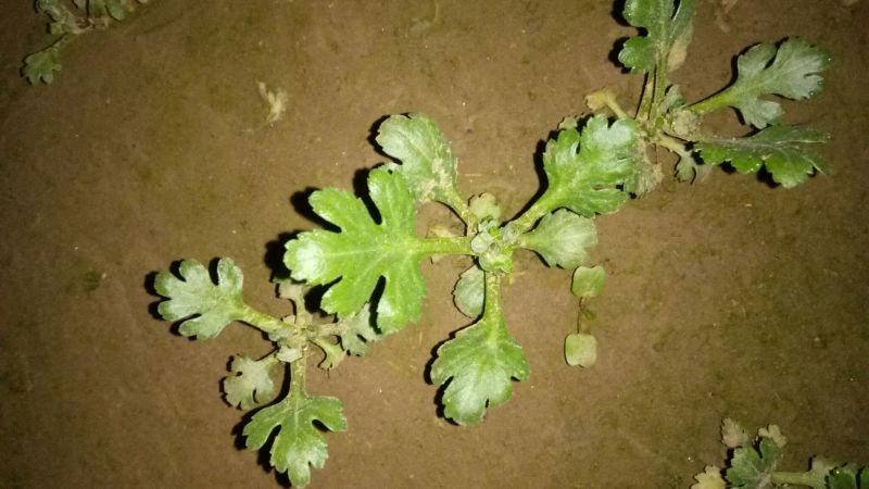 怀菊花散装