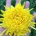 怀菊花散装