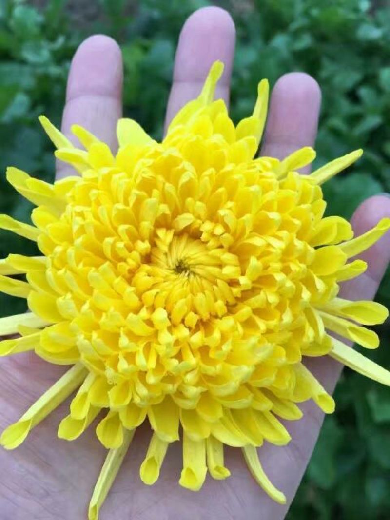 怀菊花散装