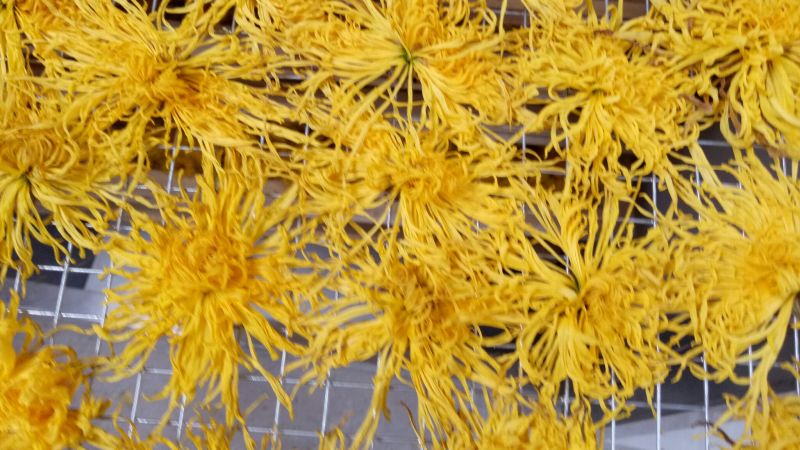 怀菊花散装