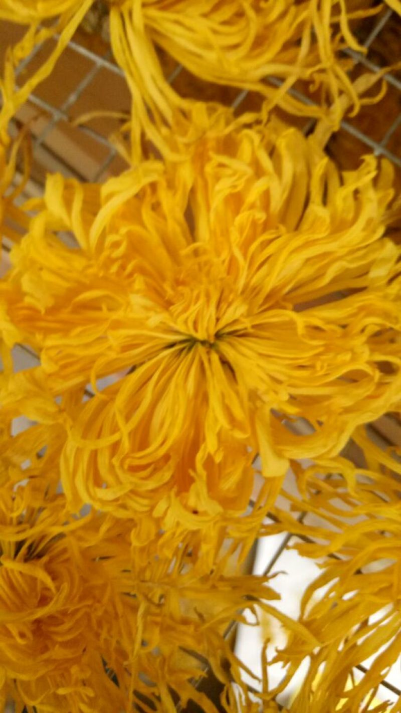 怀菊花散装